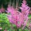 Astilbe Bressingham Beauty (x Arendsii) | 9cm Pot
