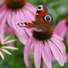 Echinacea Purpurea | 9cm Pot -Perennial Plants Sales Store RH30002932 148f
