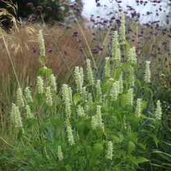 Agastache Foeniculum Alabaster | 9cm Pot