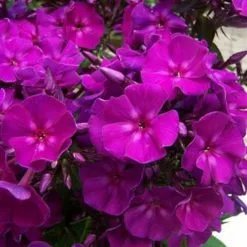 Phlox Paniculata Roberta | 9cm Pot