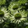 Echinacea Purpurea Green Jewel (PBR) | 9cm Pot