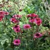 Echinacea Purpurea Vintage Wine (PBR) | 9cm Pot