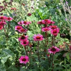 Echinacea Purpurea Vintage Wine (PBR) | 9cm Pot