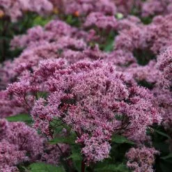 Eupatorium Maculatum (Atropurpureum Group) Riesenschirm | 9cm Pot