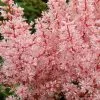 Astilbe Look At Me (PBR) (x Arendsii) | 9cm Pot