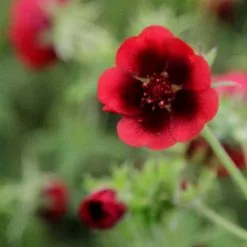 Potentilla Thurberi Monarch's Velvet | 9cm Pot