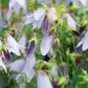 Campanula Iridescent Bells ('Iribella') (PBR) | 9cm Pot -Perennial Plants Sales Store RH30003065 1fcf