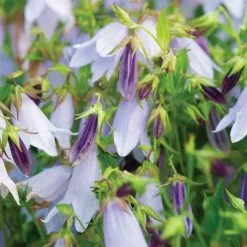 Campanula Iridescent Bells ('Iribella') (PBR) | 9cm Pot