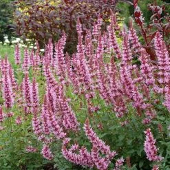Agastache Cotton Candy (PBR) | 9cm Pot