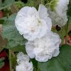 Alcea Rosea Chater's Double Group White-flowered | 9cm Pot -Perennial Plants Sales Store RH30003070 8b81