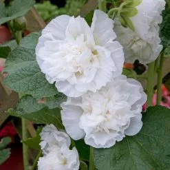 Alcea Rosea Chater's Double Group White-flowered | 9cm Pot