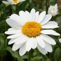Leucanthemum × Superbum Snowcap | 9cm Pot
