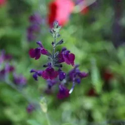 Salvia Nachtvlinder | 9cm Pot