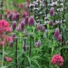 Trifolium Rubens | 9cm Pot -Perennial Plants Sales Store RH30003082 21be