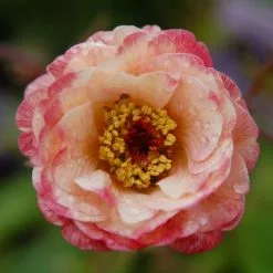 Geum Cosmopolitan (PBR) (Cocktails Series) | 9cm Pot