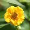 Geum Lady Stratheden | 9cm Pot -Perennial Plants Sales Store RH30003113 5834