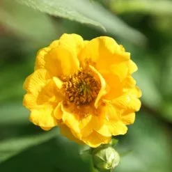 Geum Lady Stratheden | 9cm Pot