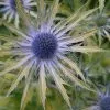 Eryngium × Zabelii Neptune's Gold (PBR) | 9cm Pot