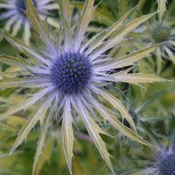Eryngium × Zabelii Neptune's Gold (PBR) | 9cm Pot