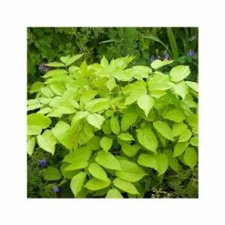 Aralia Cordata Sun King | 9cm Pot