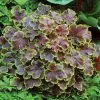 × Heucherella Solar Eclipse | 9cm Pot -Perennial Plants Sales Store RH30003125 da0a