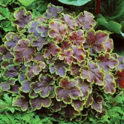 × Heucherella Solar Eclipse | 9cm Pot