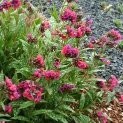 Pulmonaria Raspberry Splash (PBR) | 9cm Pot