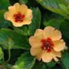 Potentilla × Tonguei | 9cm Pot 1 Potentilla × Tonguei | 9cm Pot -Perennial Plants Sales Store RH30003182 3b64