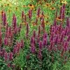 Agastache Violet Vision (PBR) | 9cm Pot -Perennial Plants Sales Store RH30003192 7d14