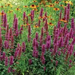 Agastache Violet Vision (PBR) | 9cm Pot