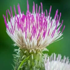 Cirsium Heterophyllum Pink Blush | 9cm Pot