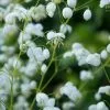 Thalictrum Splendide White ('Fr21034') (PBR) | 9cm Pot