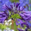 Agapanthus Purple Delight | 9cm Pot