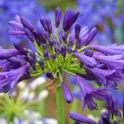 Agapanthus Purple Delight | 9cm Pot