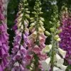Digitalis Purpurea Excelsior Group | 9cm Pot -Perennial Plants Sales Store RH30003263 f209
