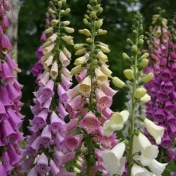 Digitalis Purpurea Excelsior Group | 9cm Pot