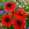 Echinacea Hot Lava (PBR) | 9cm Pot -Perennial Plants Sales Store RH30003269 a1b0