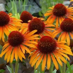 Echinacea Flame Thrower (PBR) | 9cm Pot