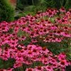 Echinacea Amazing Dream (PBR) | 9cm Pot