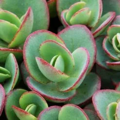 Hylotelephium Lime Zinger (PBR) (SunSparkler Series) | 9cm Pot