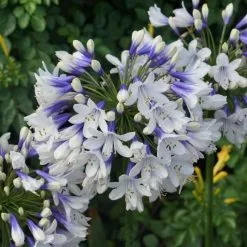 Agapanthus Twister ('Ambic001') (PBR) | 9cm Pot