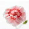 Dianthus (Allwoodii Group) Doris | 9cm Pot