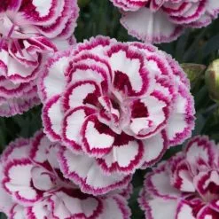 Dianthus Gran's Favourite | 9cm Pot