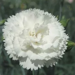 Dianthus Haytor White | 9cm Pot