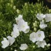 Campanula Carpatica F. Alba Weisse Clips | 9cm Pot