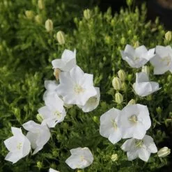 Campanula Carpatica F. Alba Weisse Clips | 9cm Pot