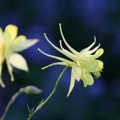 Aquilegia Chrysantha Yellow Queen | 9cm Pot