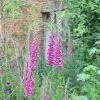 Digitalis Purpurea | 9cm Pot -Perennial Plants Sales Store RH30003355 54f3