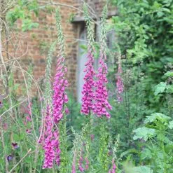 Digitalis Purpurea | 9cm Pot