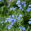Brunnera Macrophylla | 9cm Pot -Perennial Plants Sales Store RH30003356 bd4b